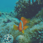 Malapascua Travel Guide
