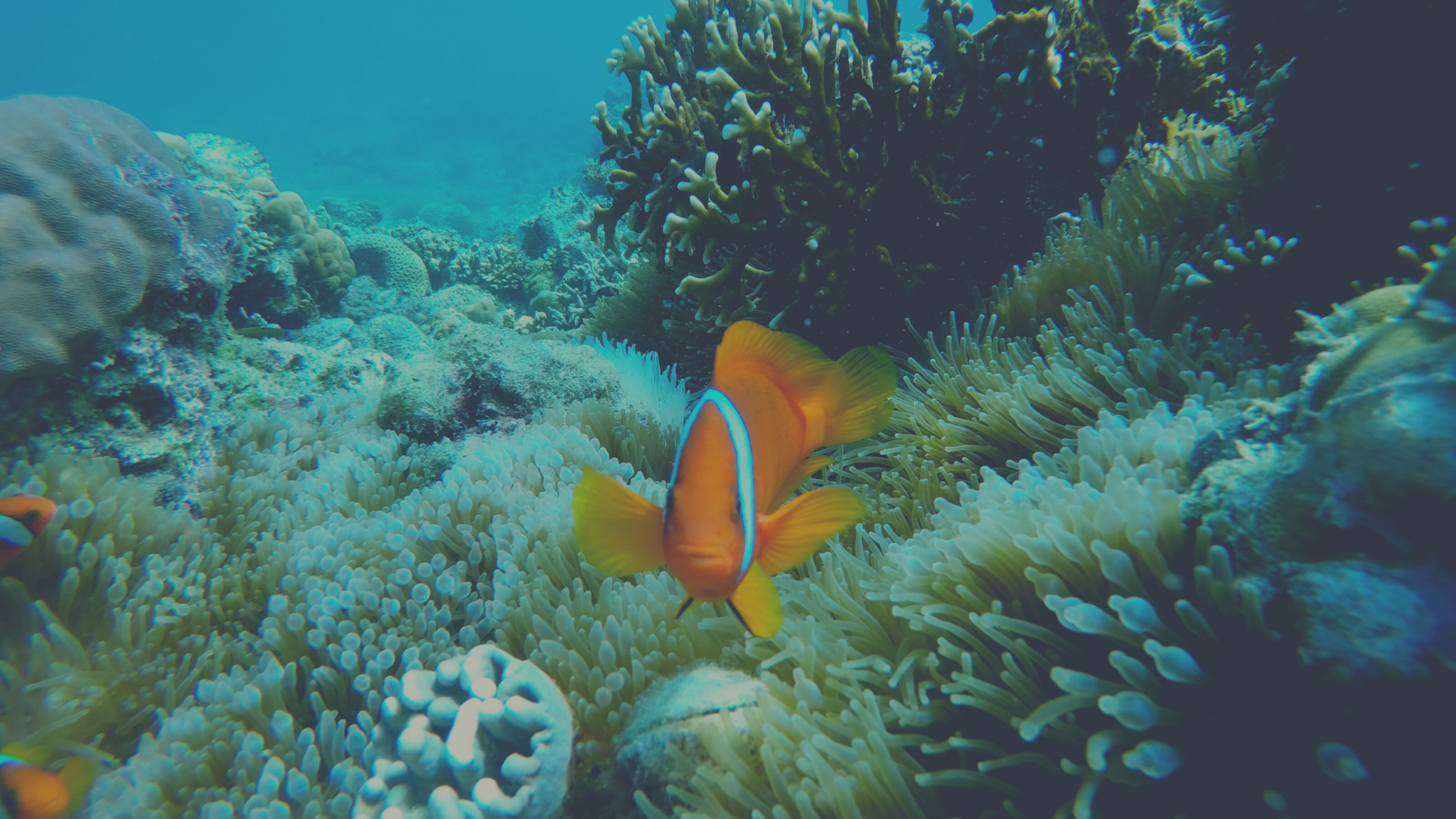 Malapascua Travel Guide