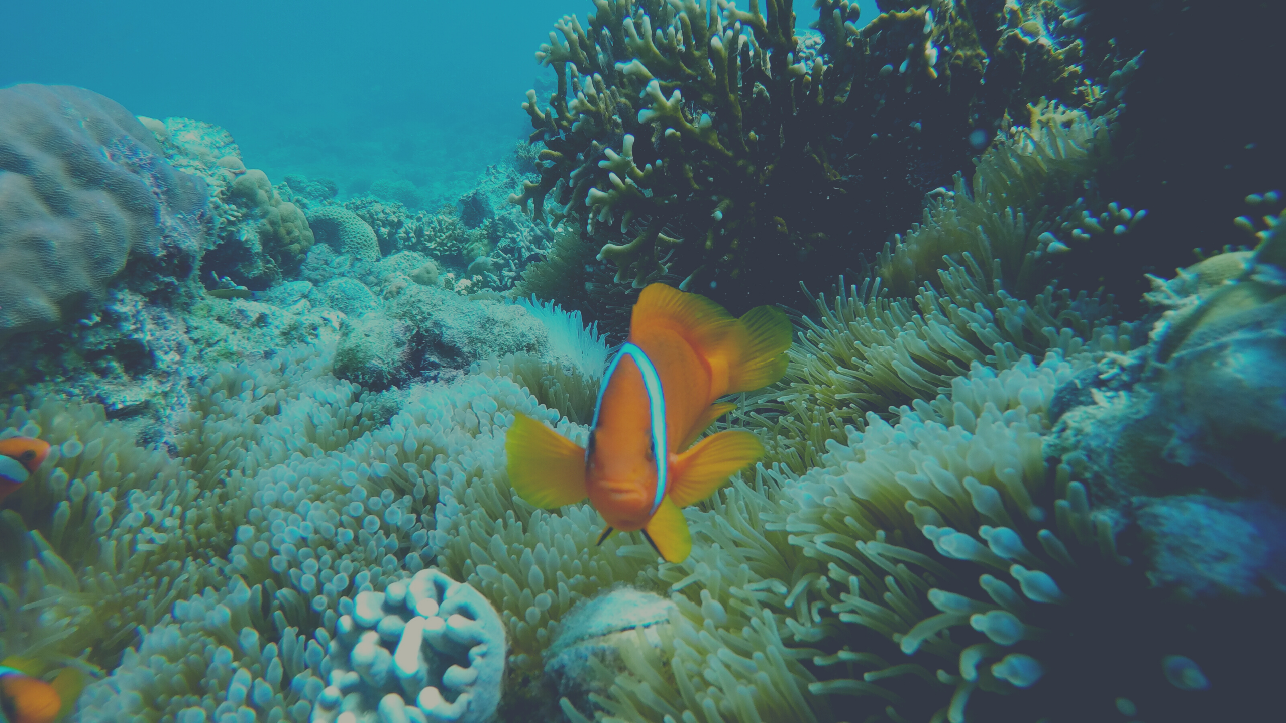 Malapascua Travel Guide