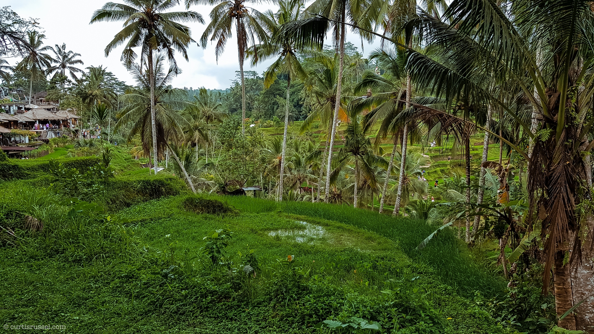 Bali Indonesia Travel Guide Tegallalang Rice Terraces