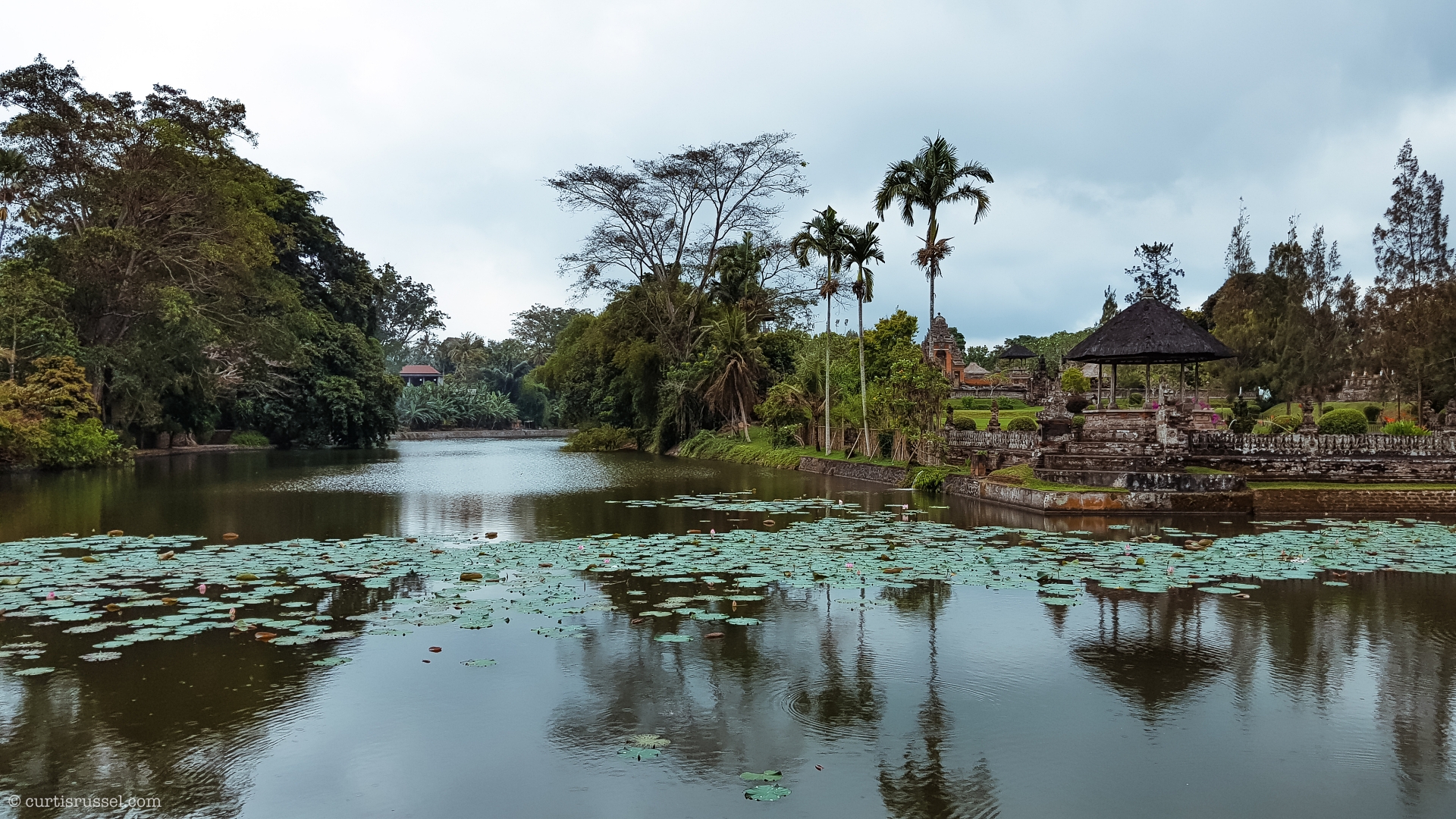 Bali Indonesia Travel Guide Waterlily Pond In Bali Indonesia