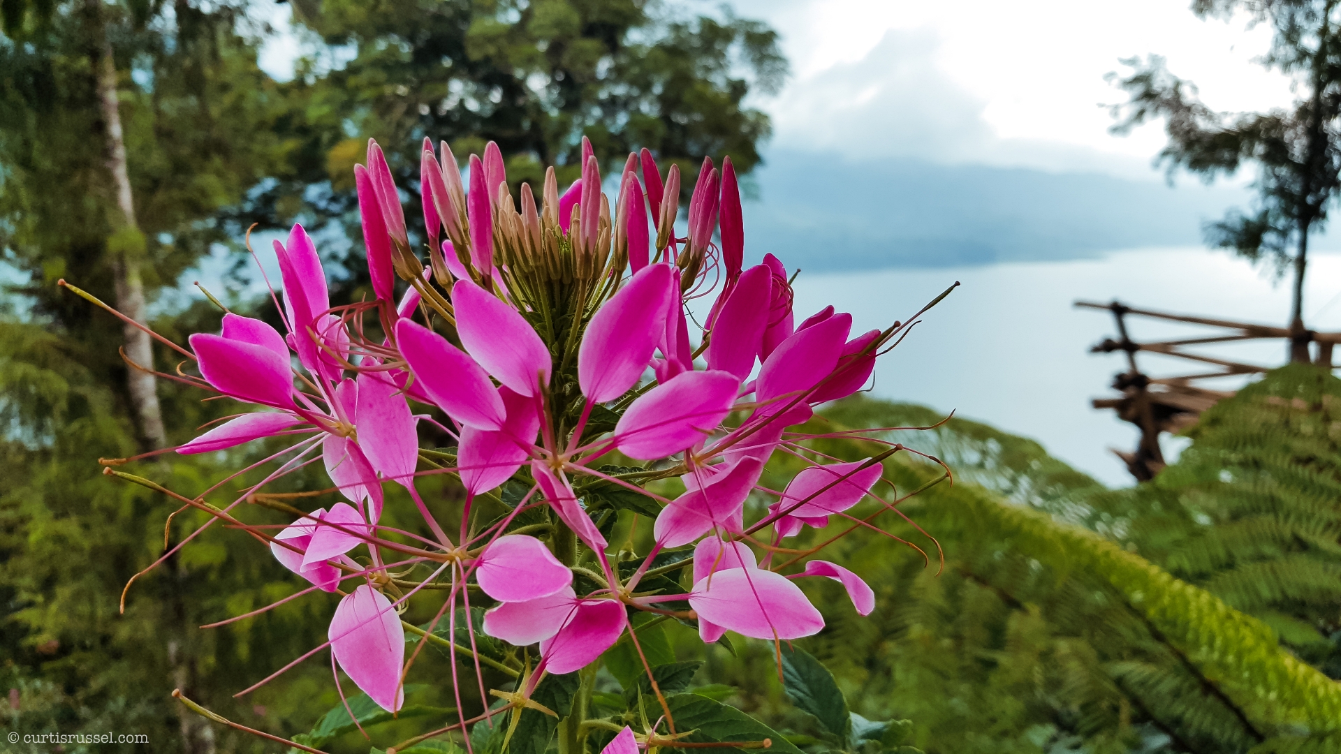 Bali Indonesia Travel Guide Pink Flower Overlooking A Lake