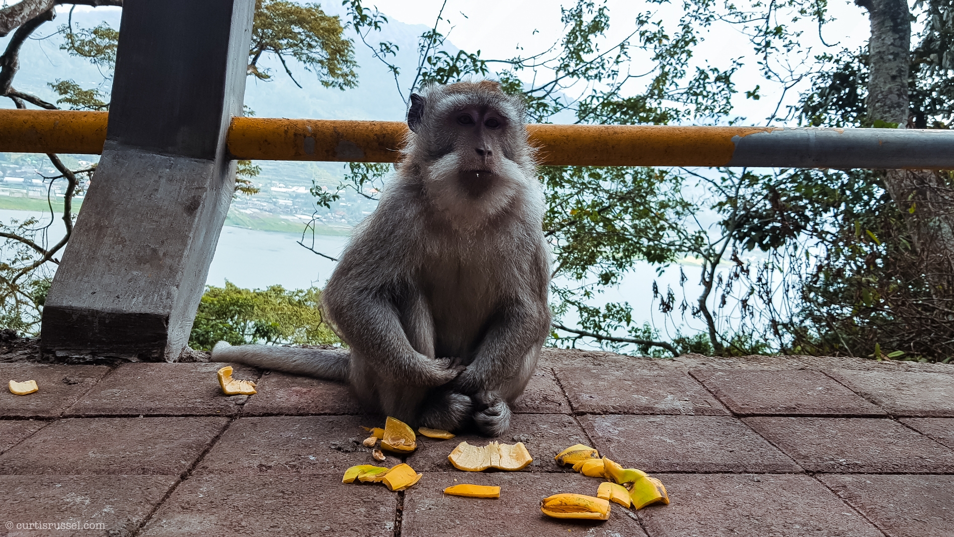 Bali Indonesia Travel Guide Monkey By The Road