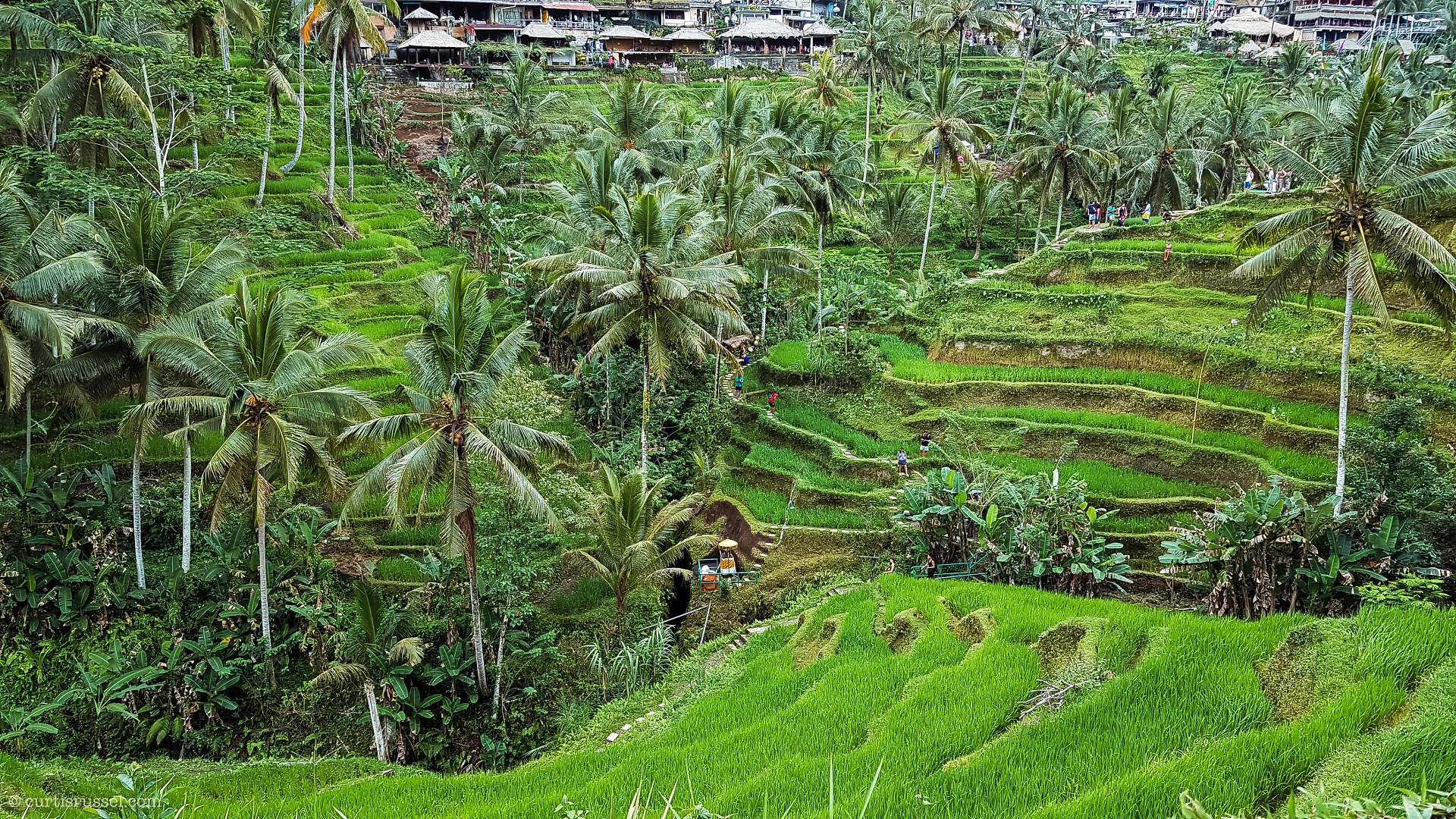 Bali Indonesia Travel Guide Tegallalang Rice Terraces Bali Indonesia