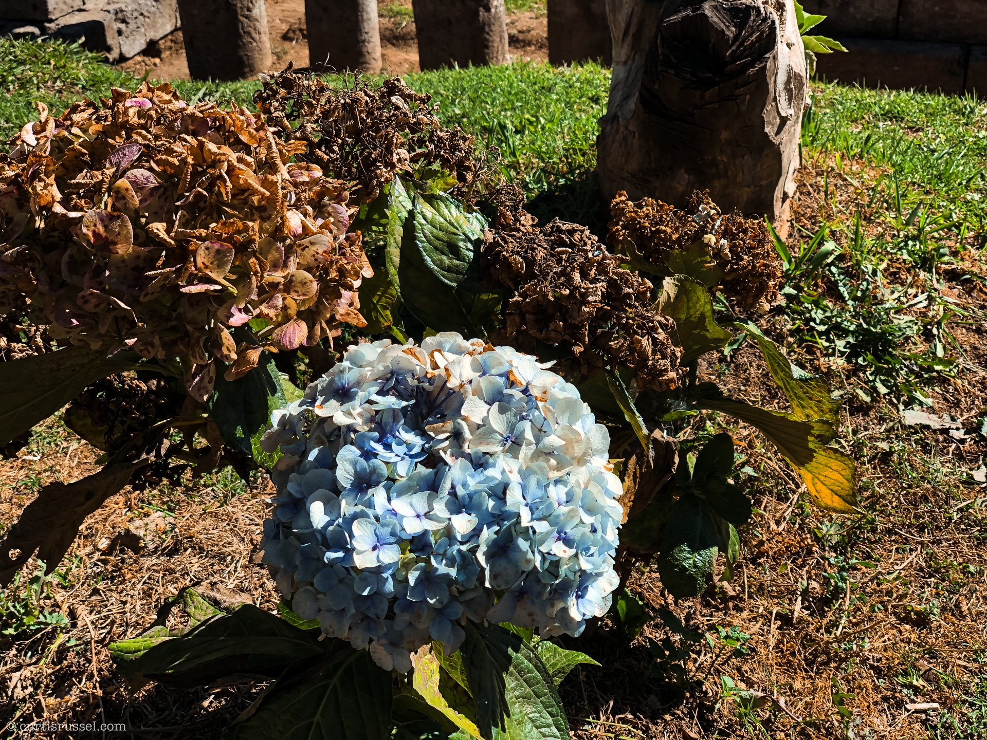 Dieng Plateau Indonesia Travel Guide Dieng Plateau Blue Flower
