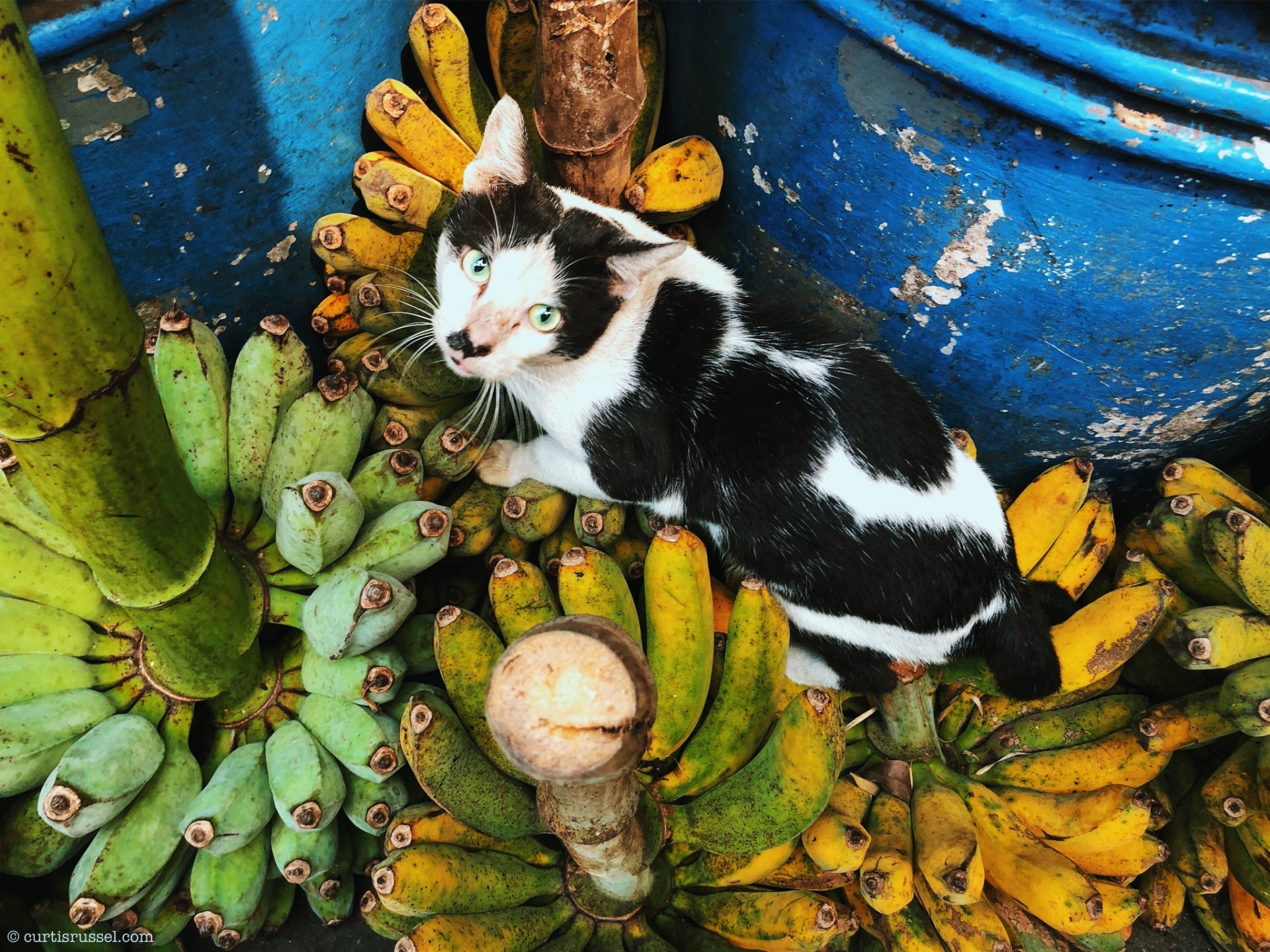 Cat at Glodok Chinatown, Jakarta