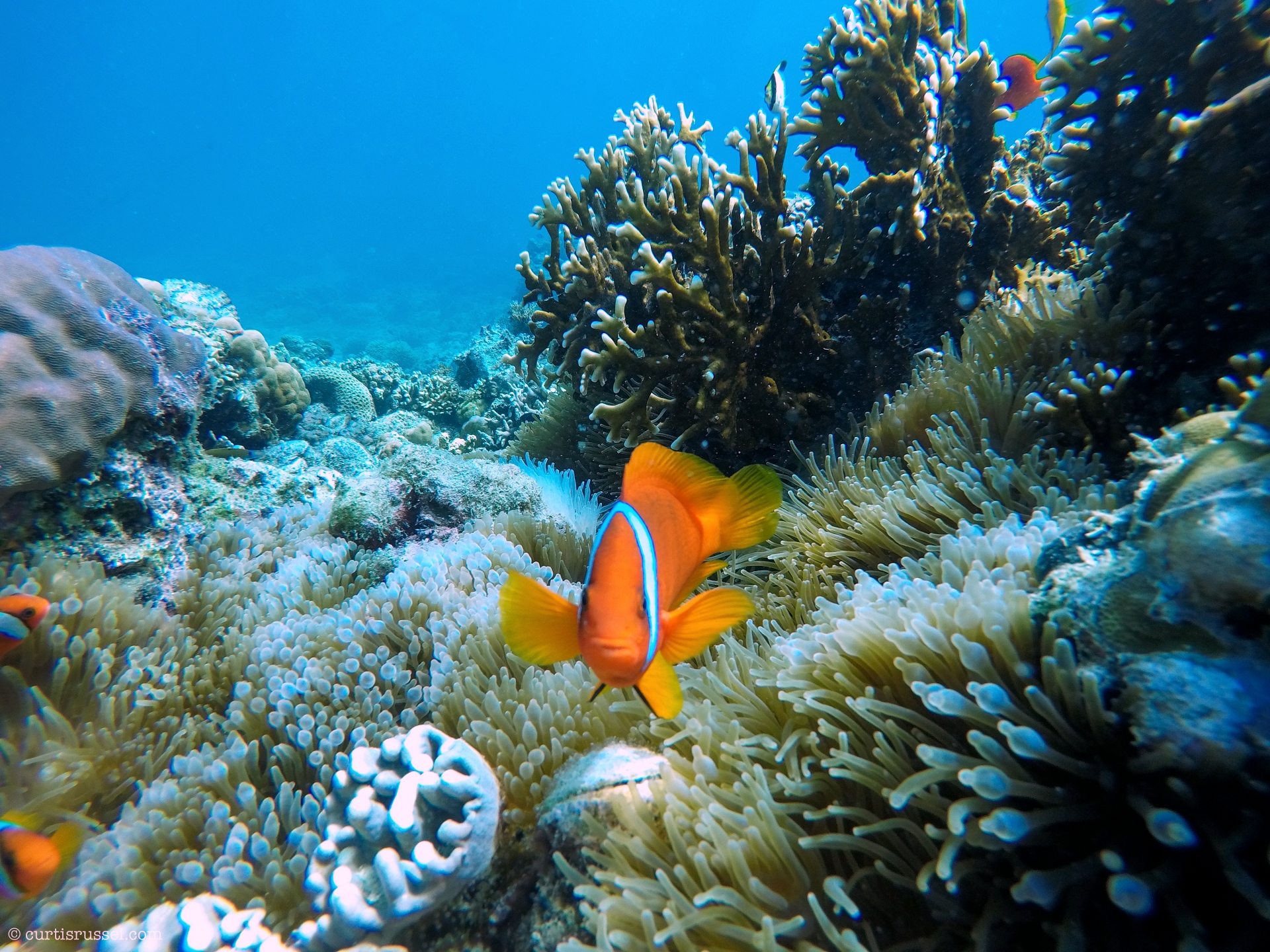 Underwater at Malapascua Island