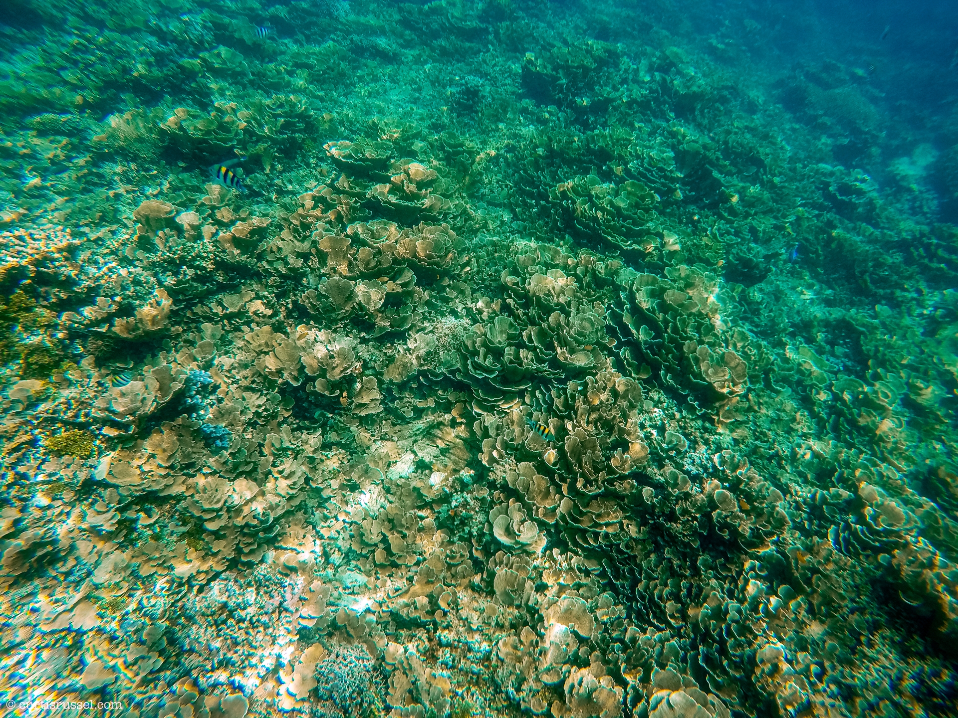 Coral Garden at Malapascua Island