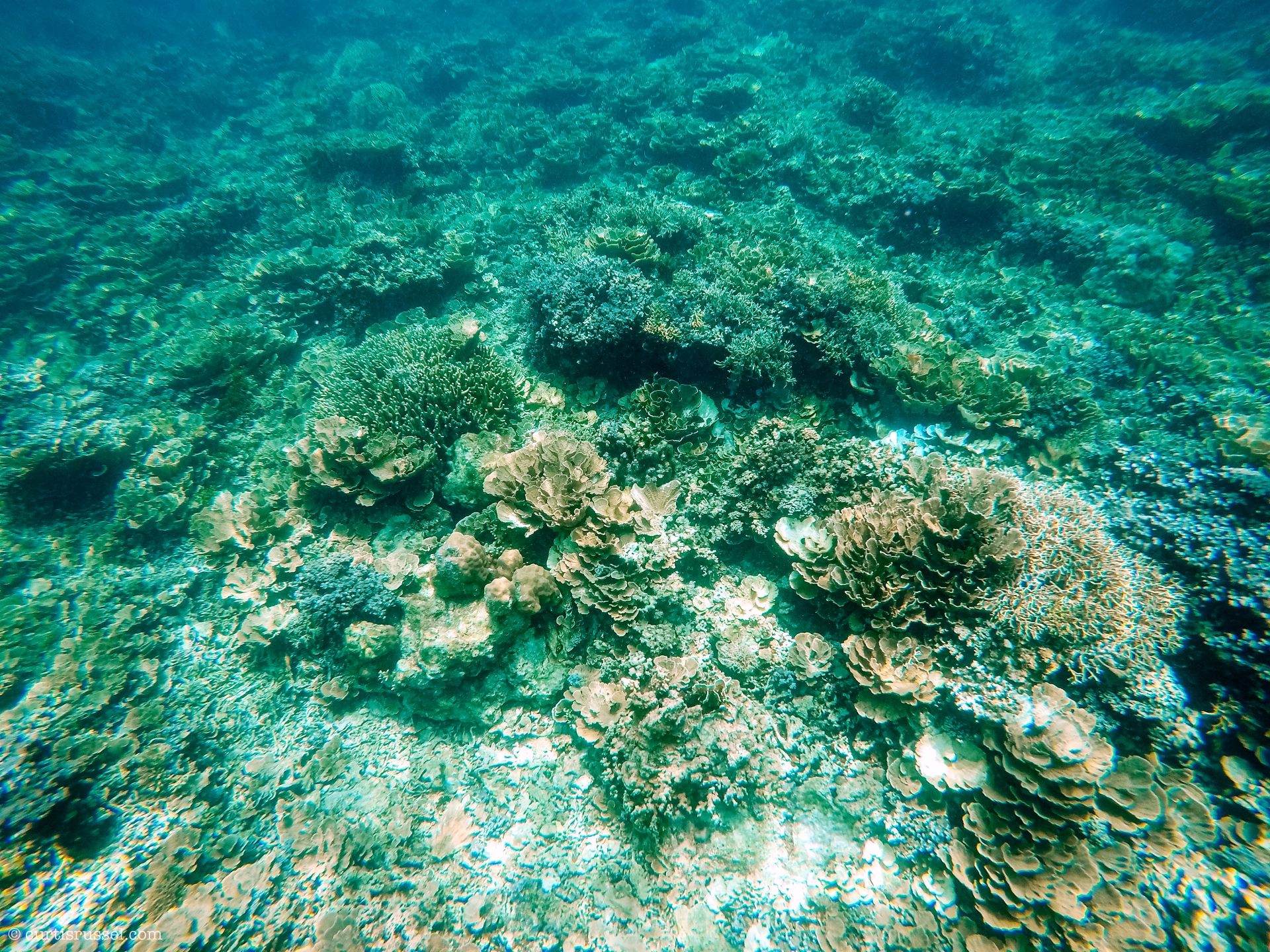 Coral Garden at Malapascua Island