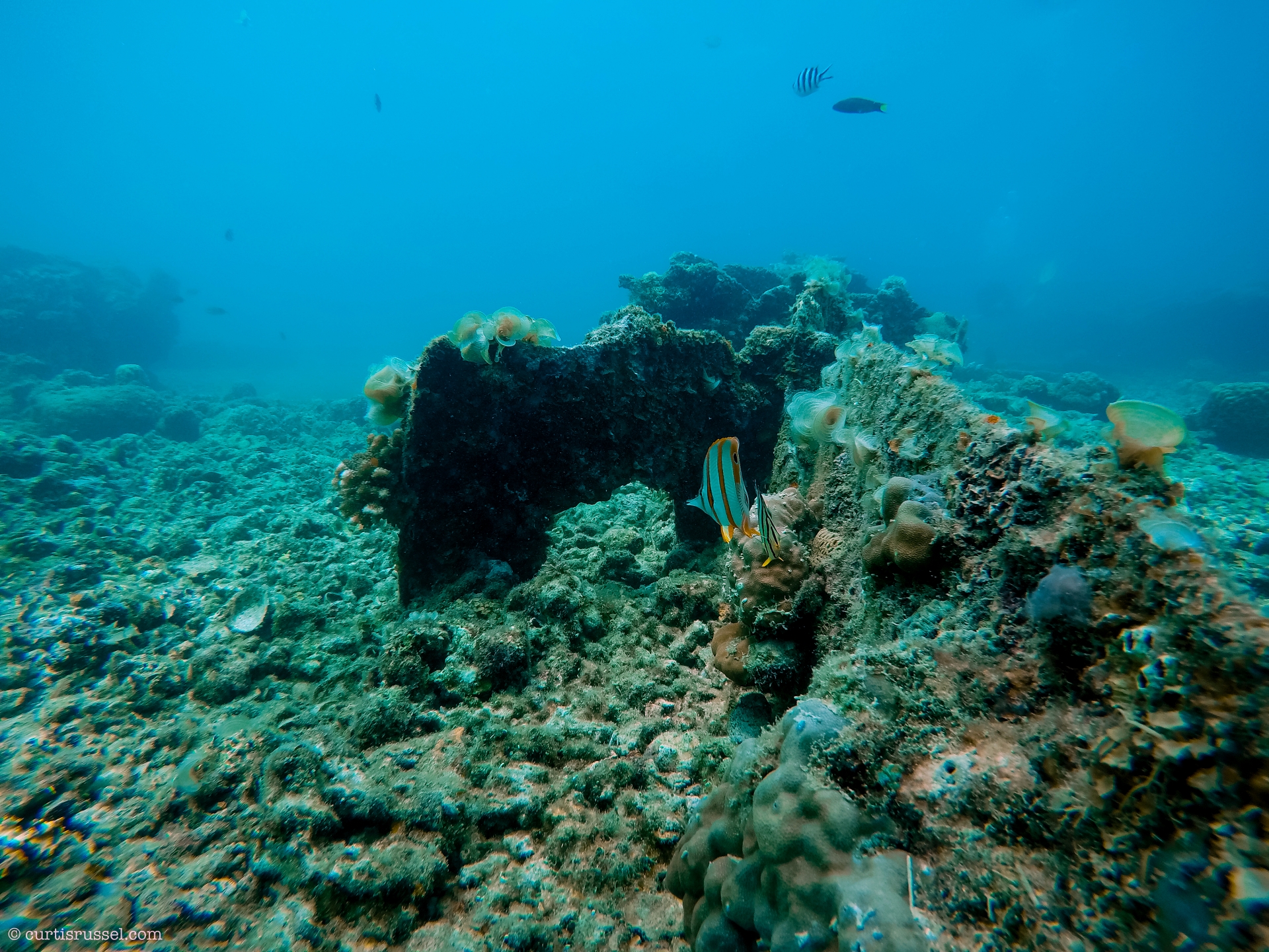 Japanese Shipwreck at Malapascua Island
