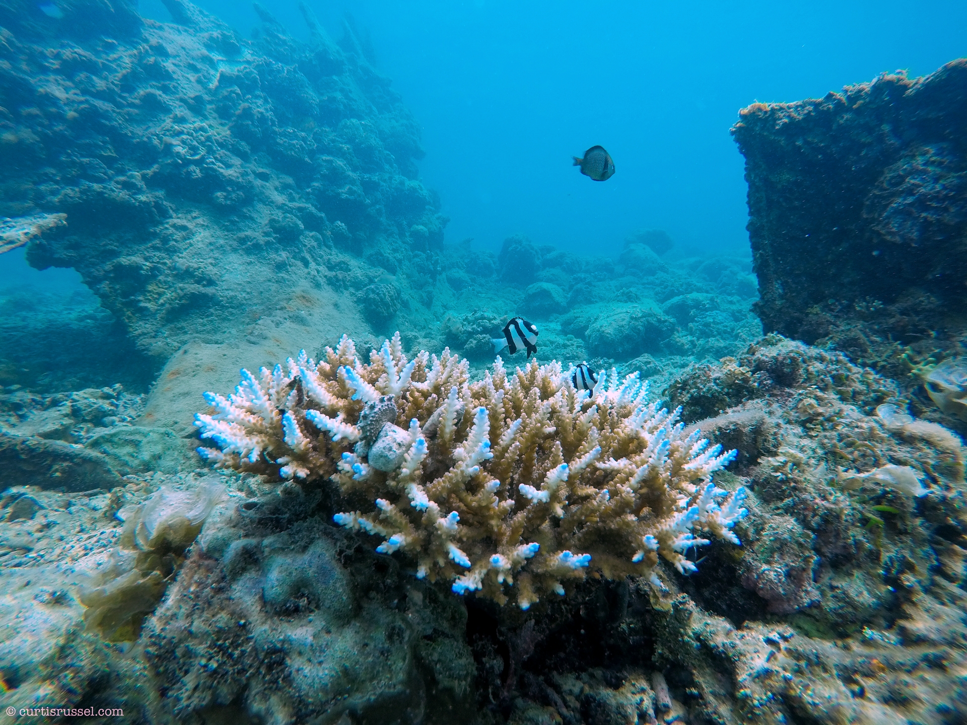 Japanese Shipwreck at Malapascua Island