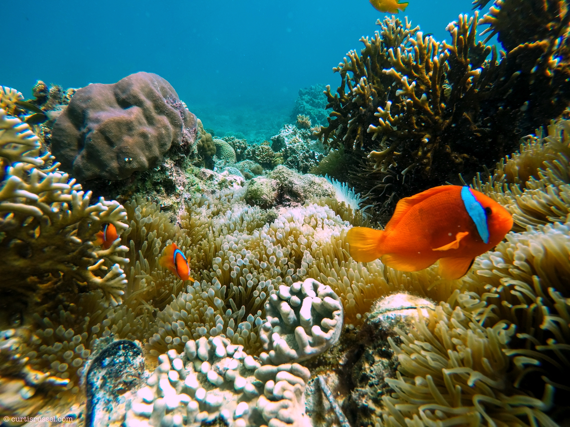 Marine Life at Malapascua Island
