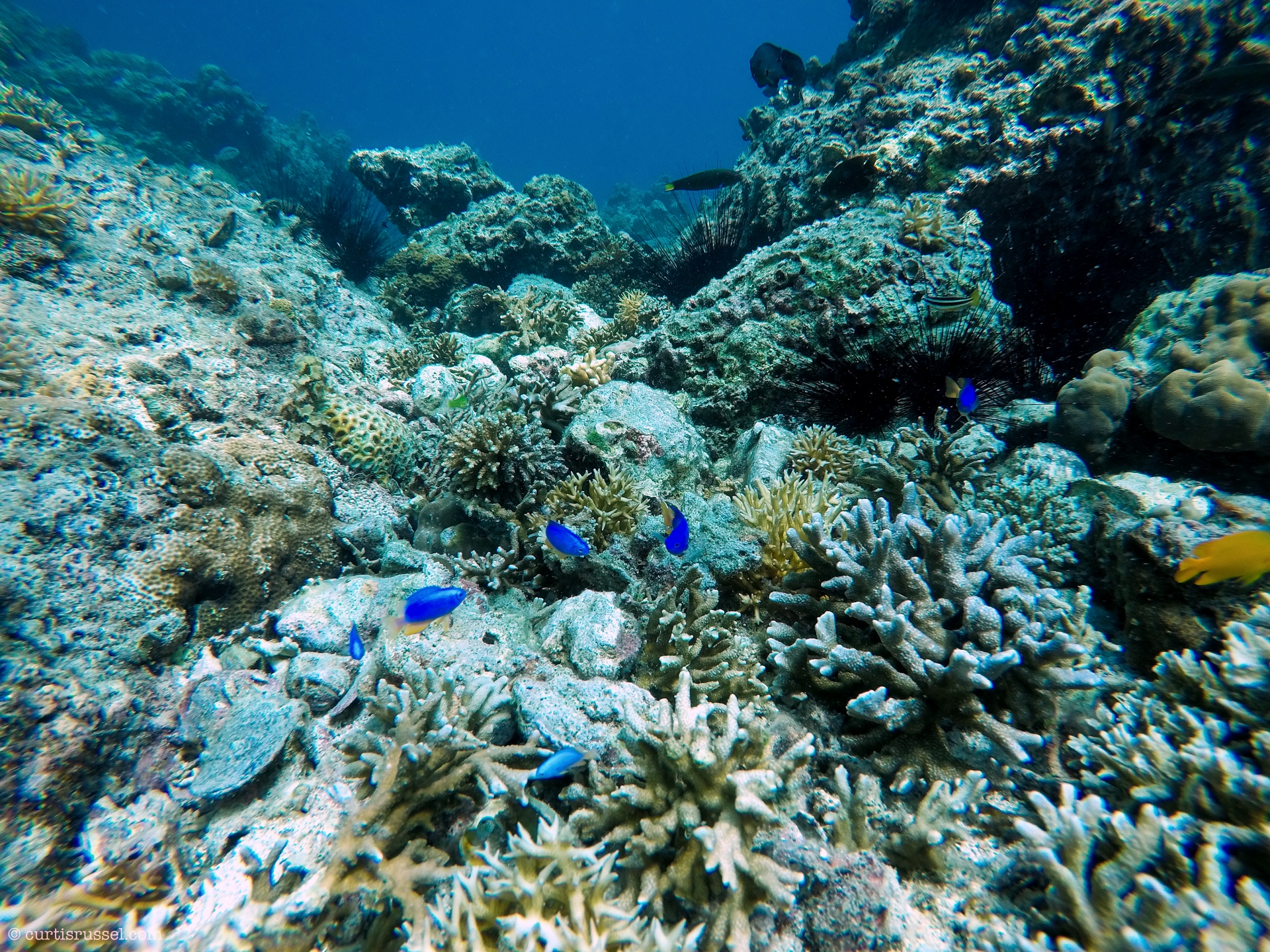 Marine Life at Malapascua Island