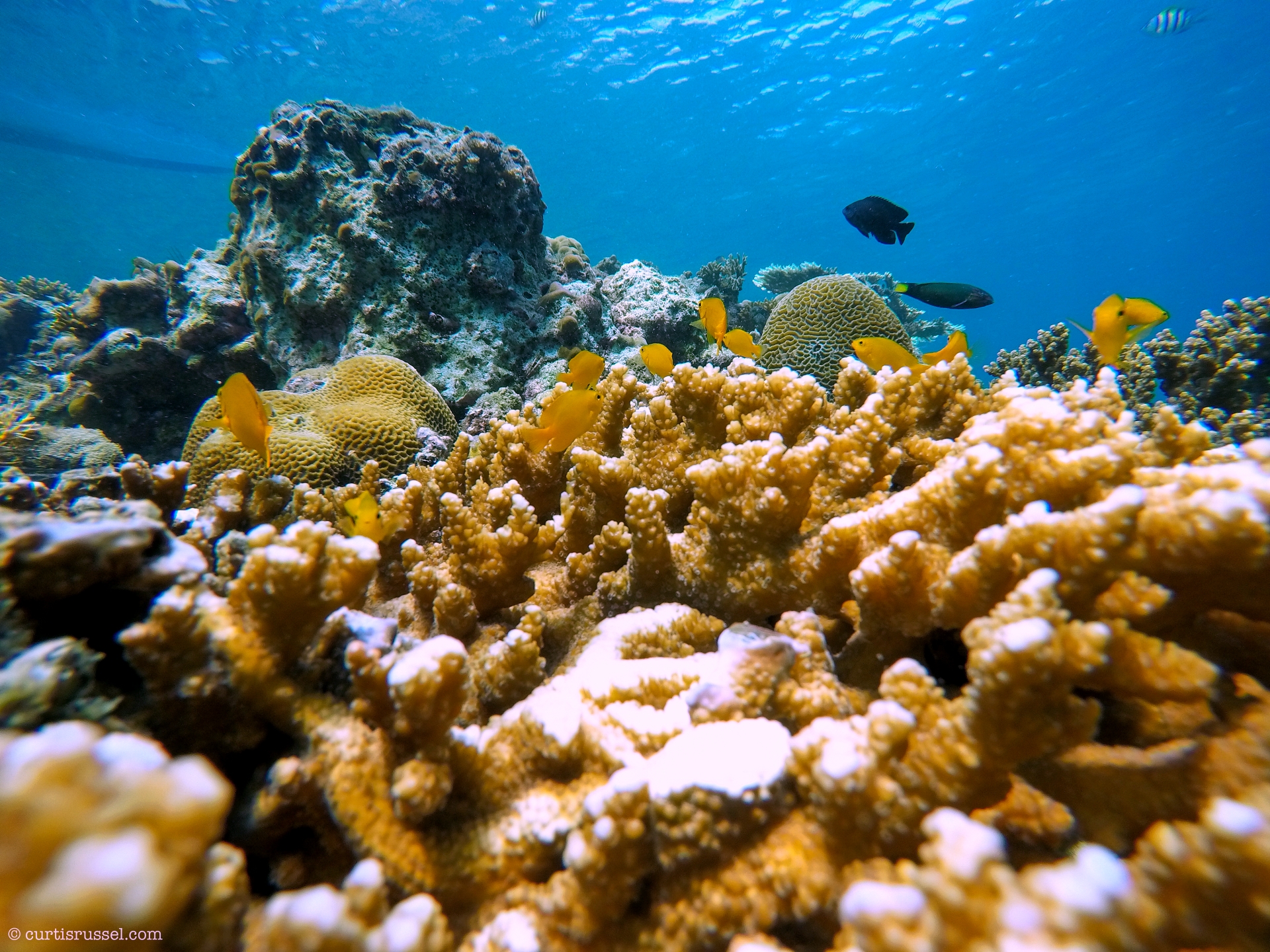 Marine Life at Malapascua Island