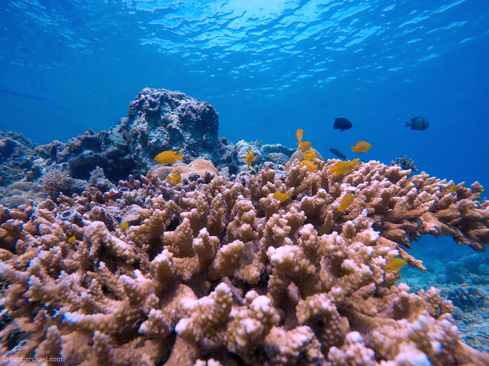 Marine Life at Malapascua Island