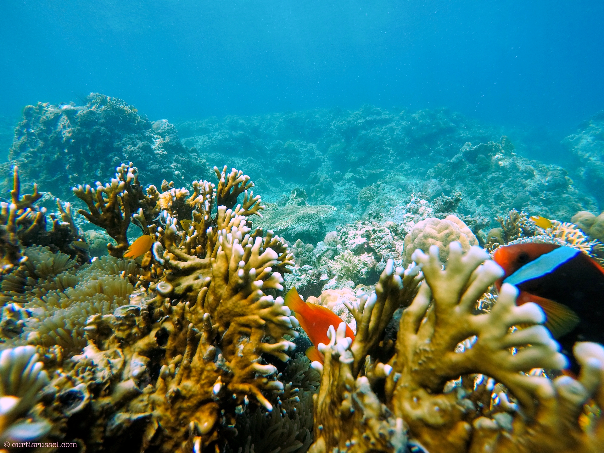 Marine Life at Malapascua Island