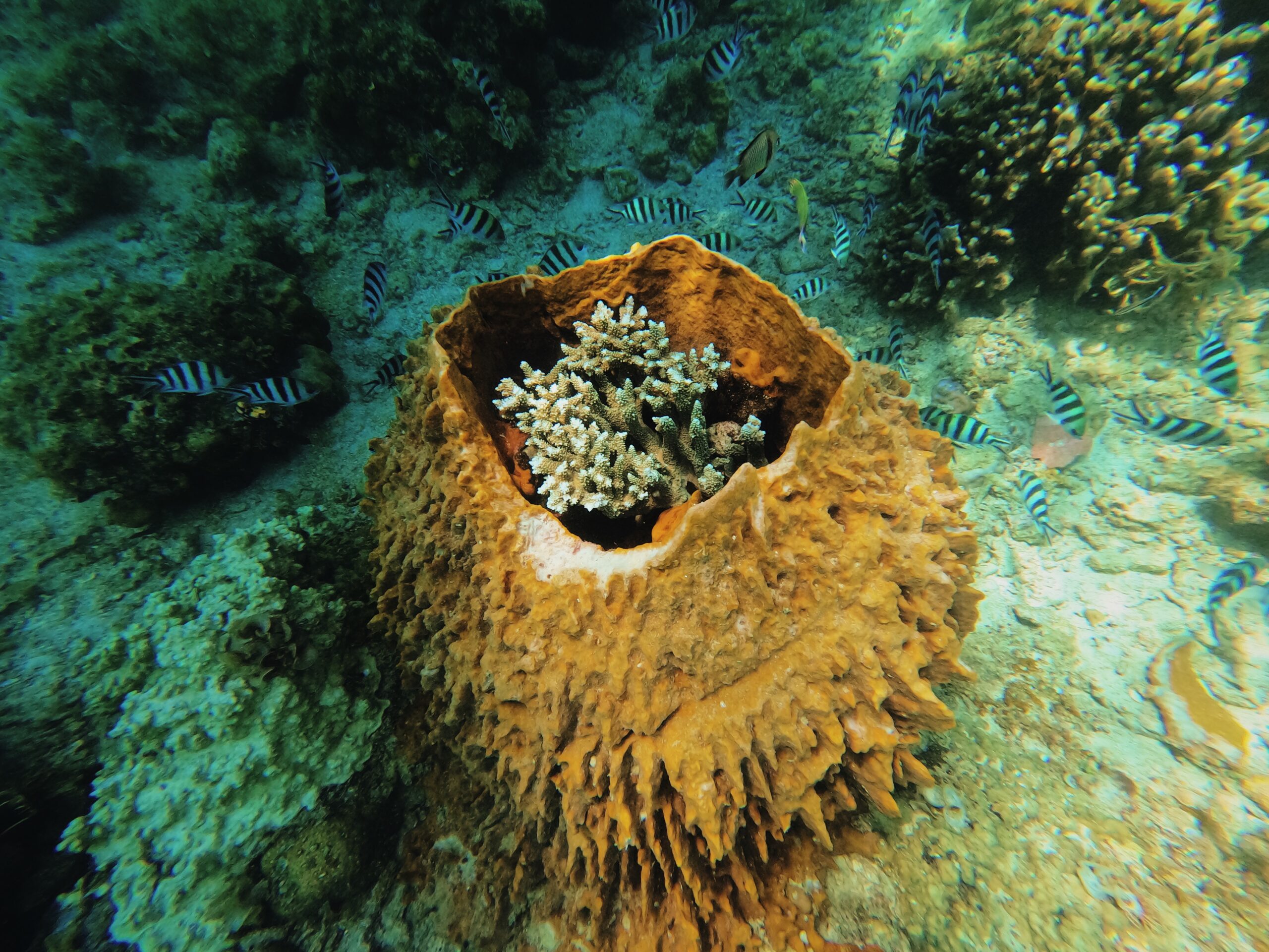 Fantastic Reef Port Barton Fantastic Reef Port Barton