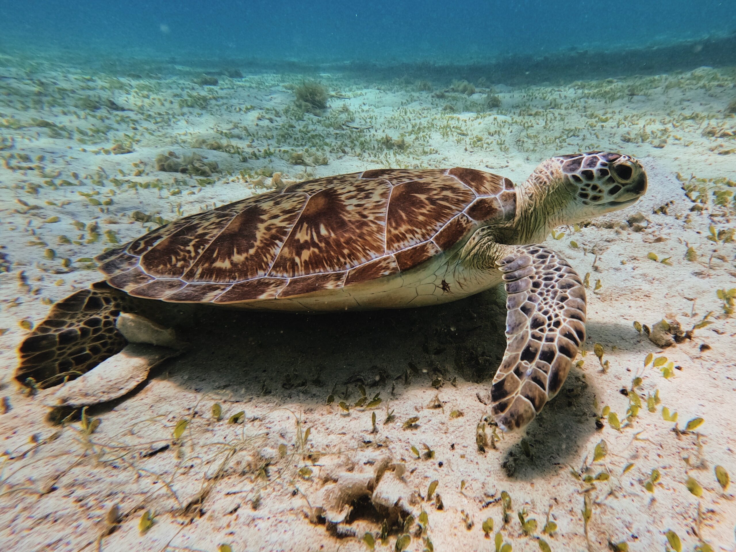 Turtle Spot Port Barton Turtle Spot Port Barton